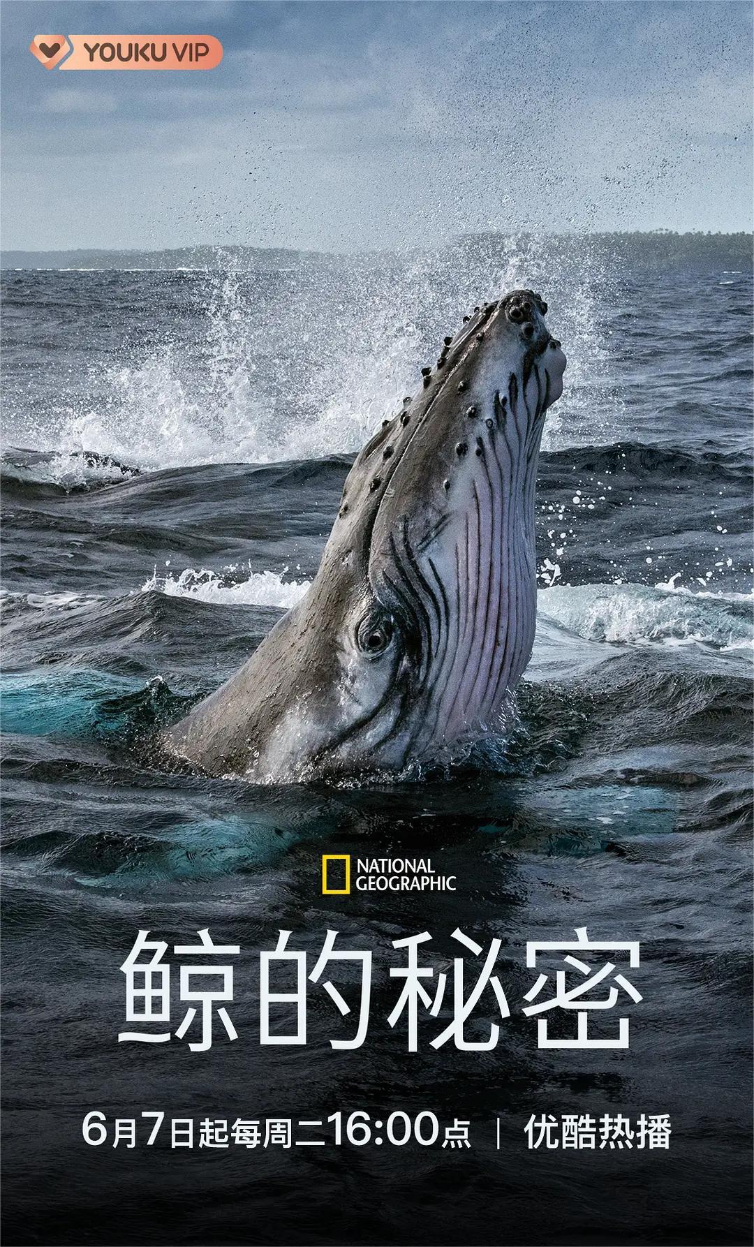 鲸鱼的秘密 